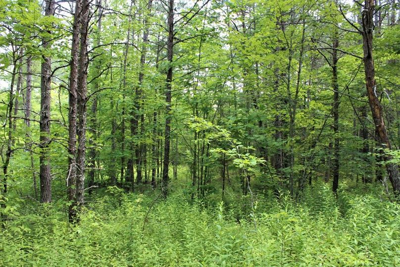 021 mid level reforested flat near the middle area of the property