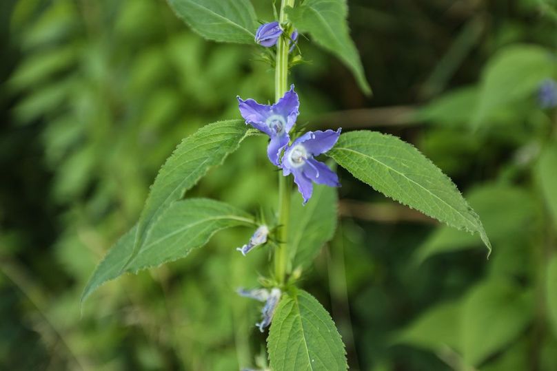 HARRISON CO. IA 24.85_78