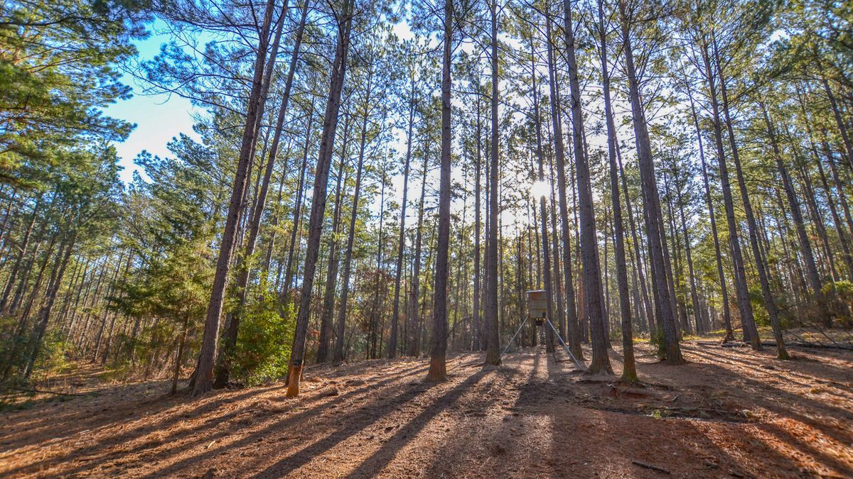 Timber And Hunting Tract In East Texas Whitetail Properties