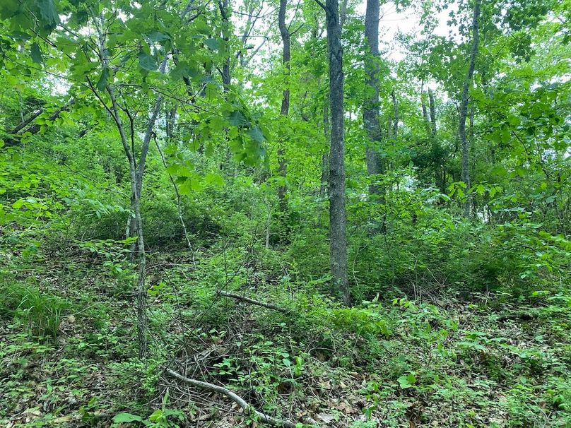 015 low lying old field type growth in the back corner of the west fields copy