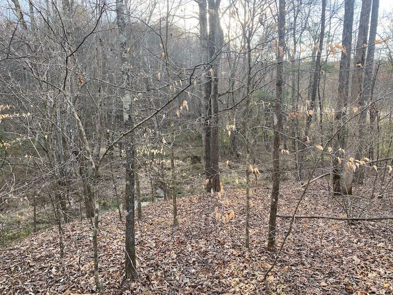 014 forested area along the main intermittent stream flowing north out of the property