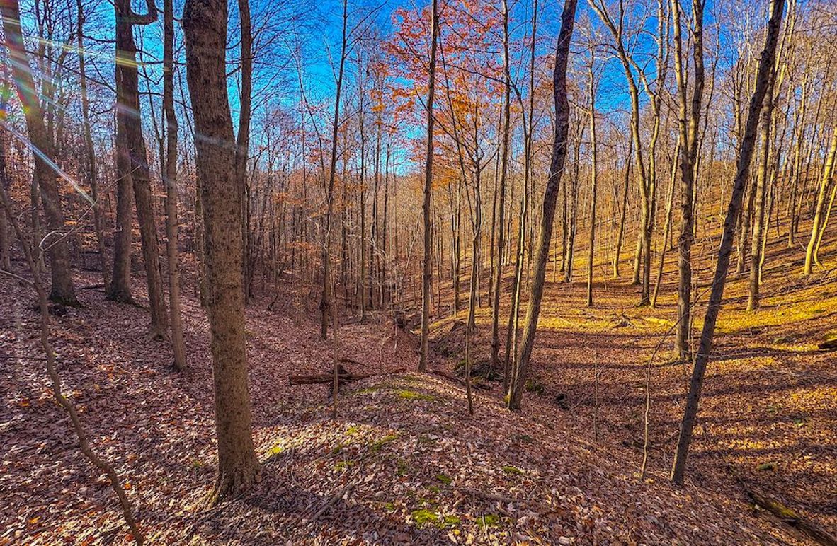 Pleasants_Wood 169.97 AC Cokeley-04