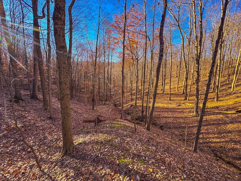 Pleasants_Wood 169.97 AC Cokeley-04