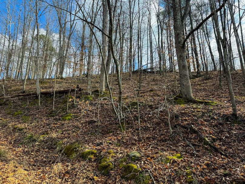 Doddridge, WV 79.08 AC Adams-37