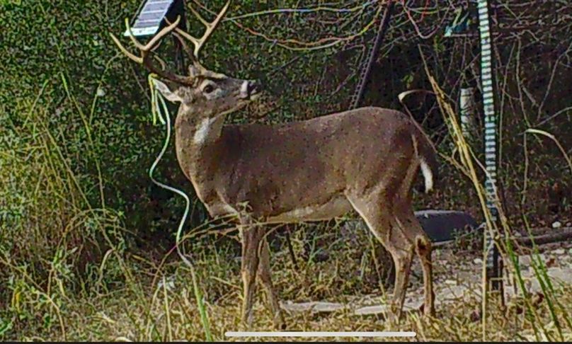 Big Buck 6.5 yo