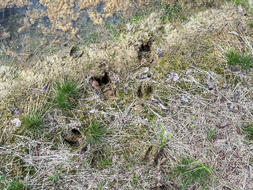 Greenup 77.28 Holsinger-16