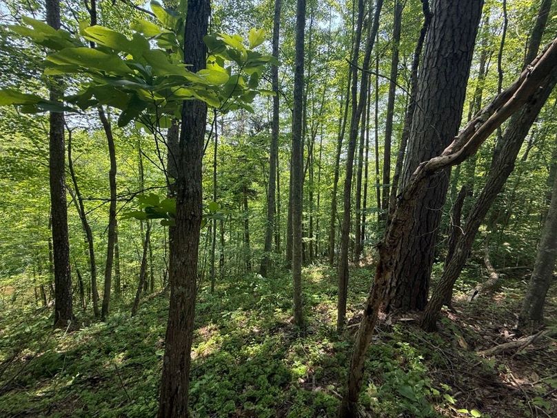 023 forested east facing slope near the middle of the property-2
