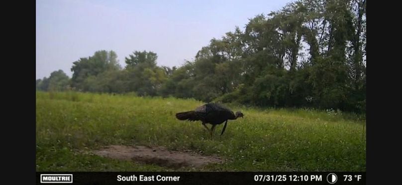 Trailcam9