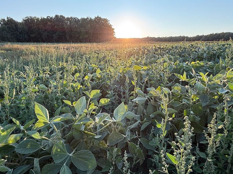 Copy of Wood Tract 3 Photo 12