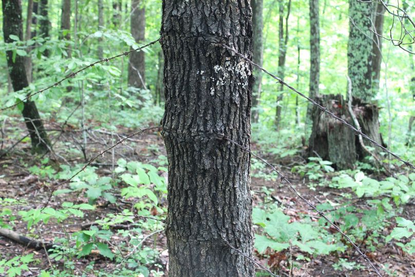 011 the old fenceline along the east ridge showing the boundary