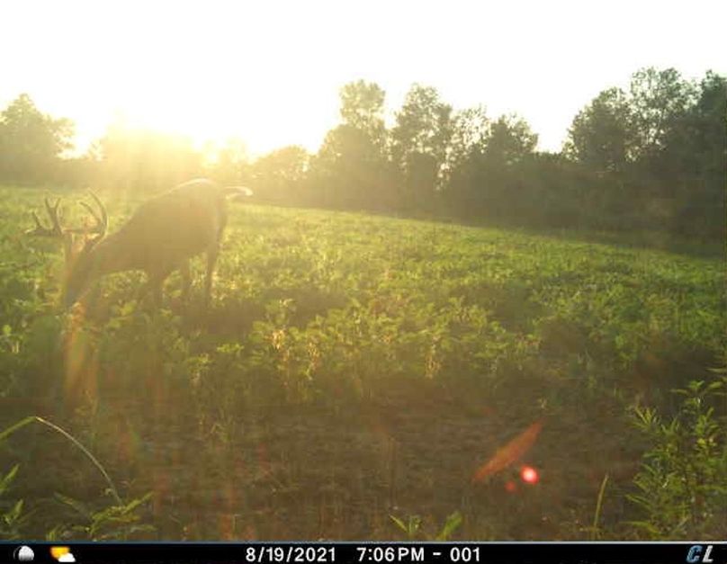 Auguts 2021 Bucks Behind House