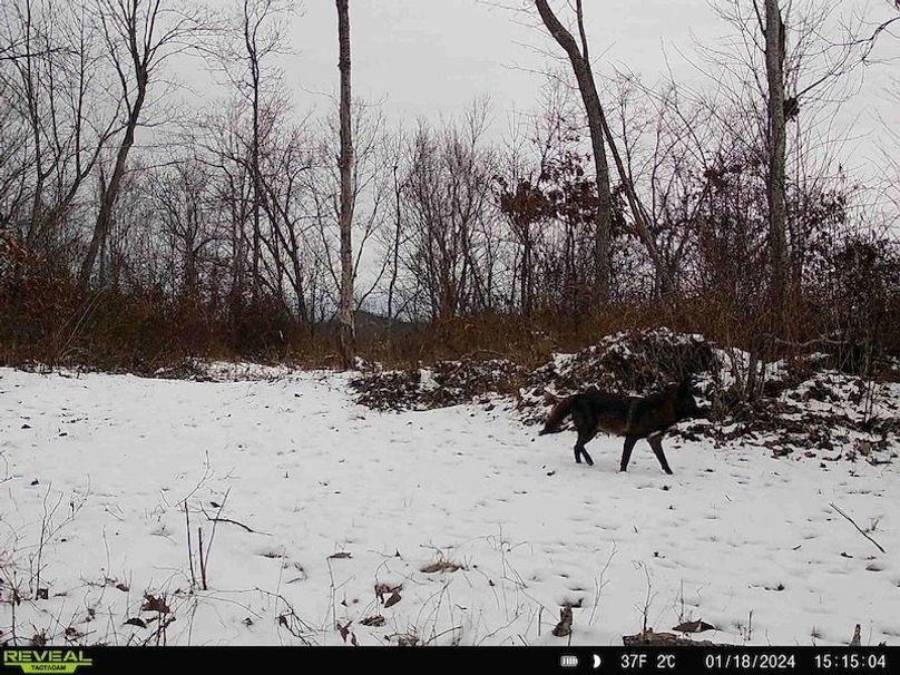 Carter Gordon 70 +_- 012