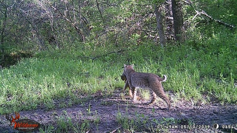 bobcat (1)