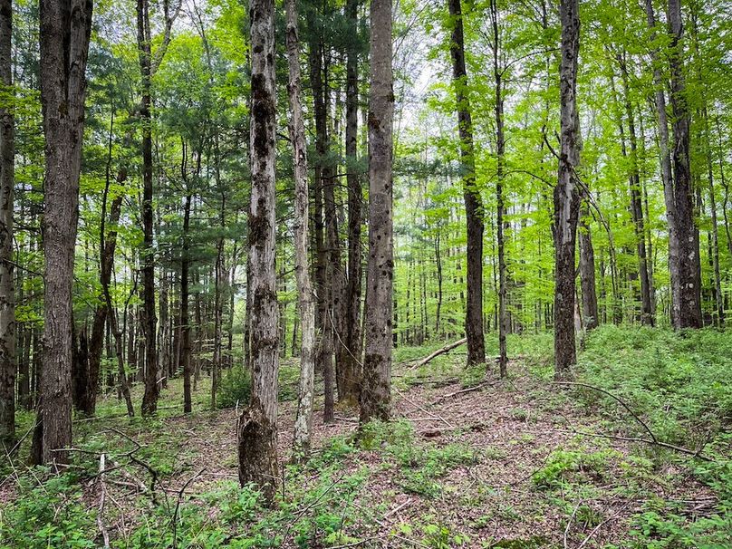 Tioga_78_Biada_Photos_27