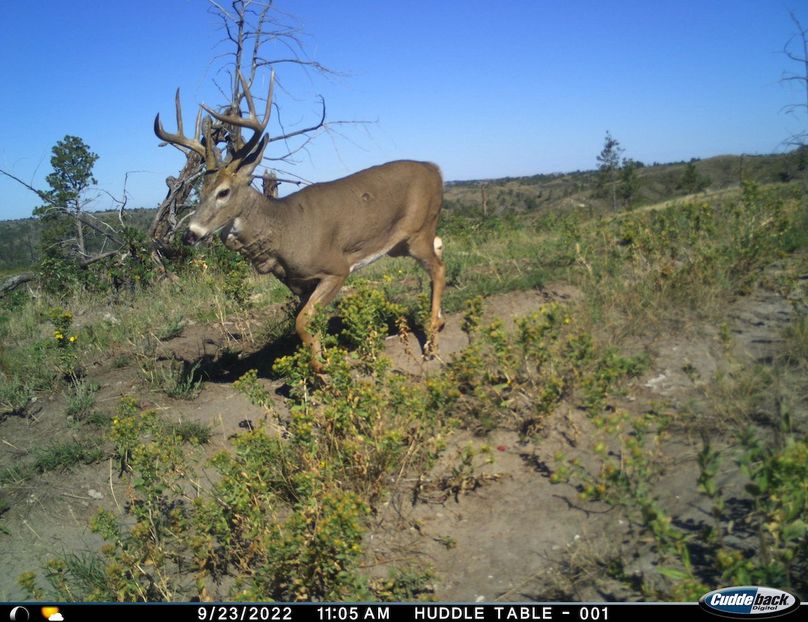 buck huddle attack mountain lion
