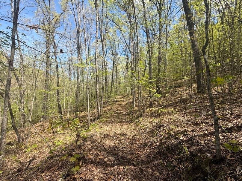 019 more of the trail system in the south area of the property