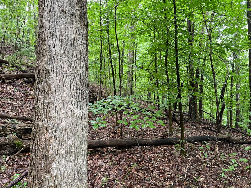 Wirt, WV 150.75 AC Tinnell-44