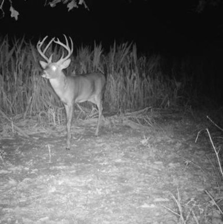 Copy of 934 Deer 5 Large