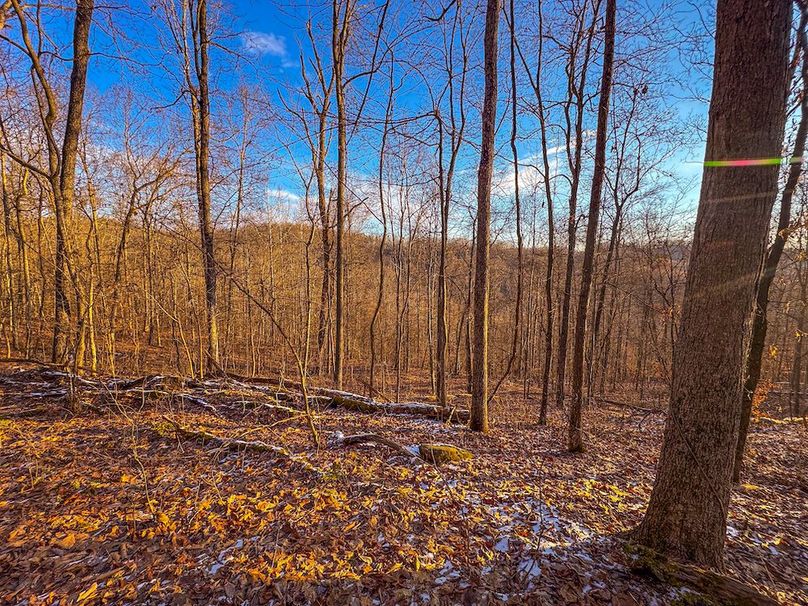 Roane, WV 100.12 AC Tree Line-51