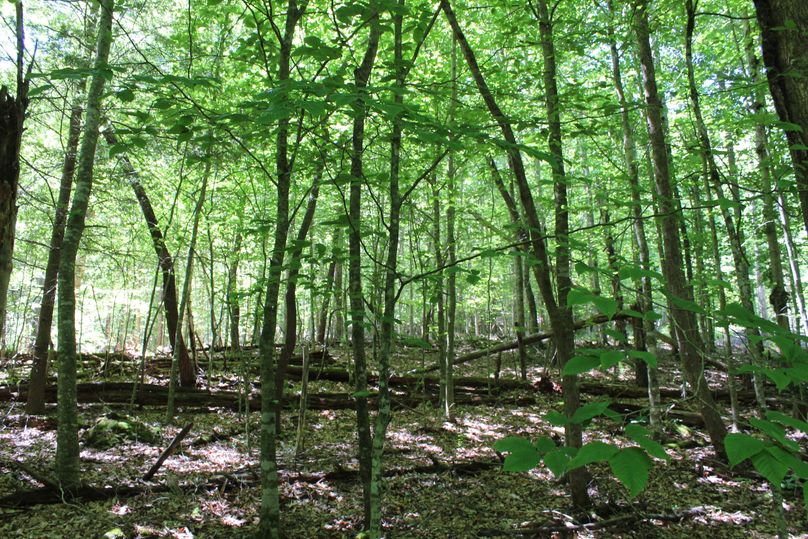 018 forested area in the northwest area of the property near the river