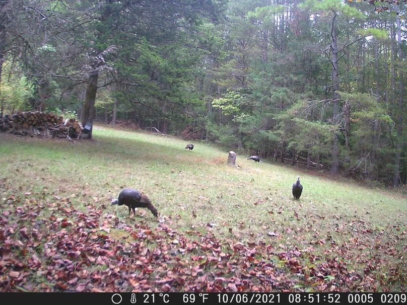 Turkeys in cabin yard