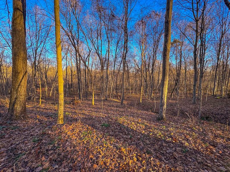 Pleasants_Wood 169.97 AC Cokeley-44