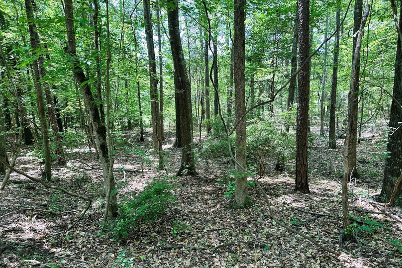 Woods 15