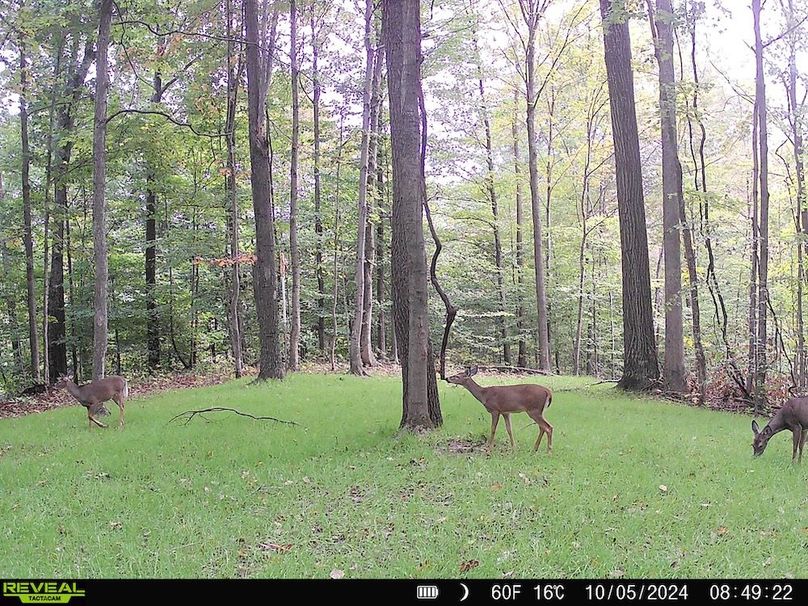 Trail Cam.8