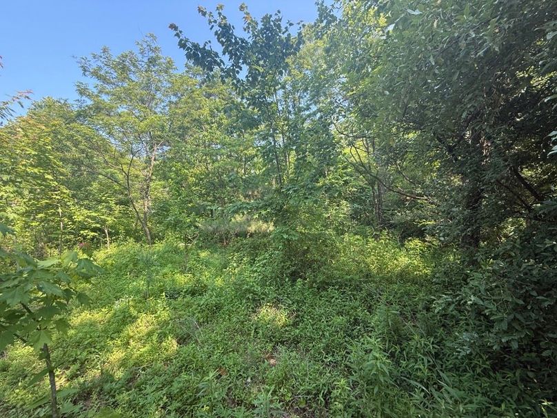 025 some of the lush undergrowth in the upper reaches of the property-2