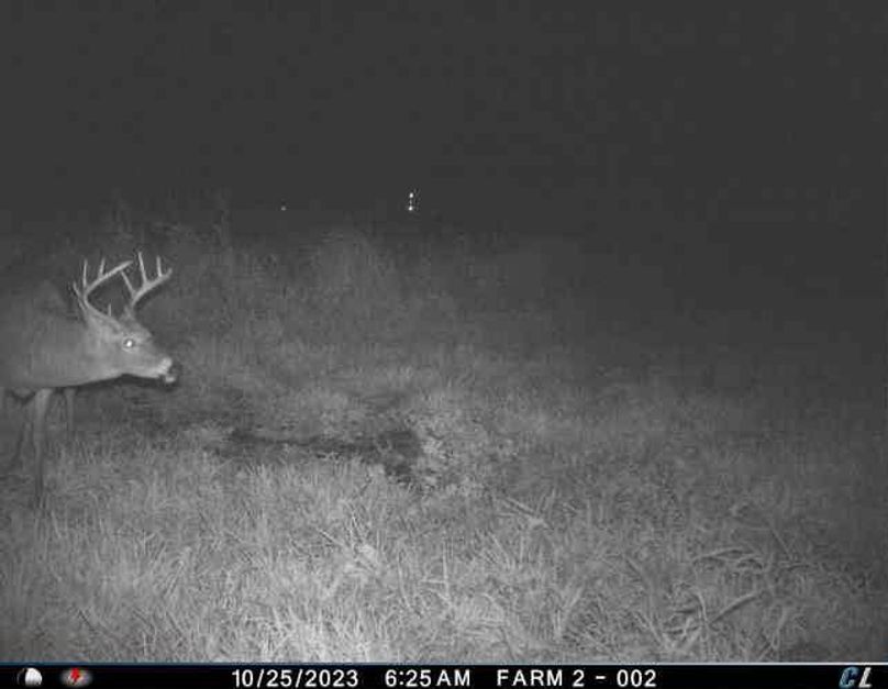 Trail Cam 5