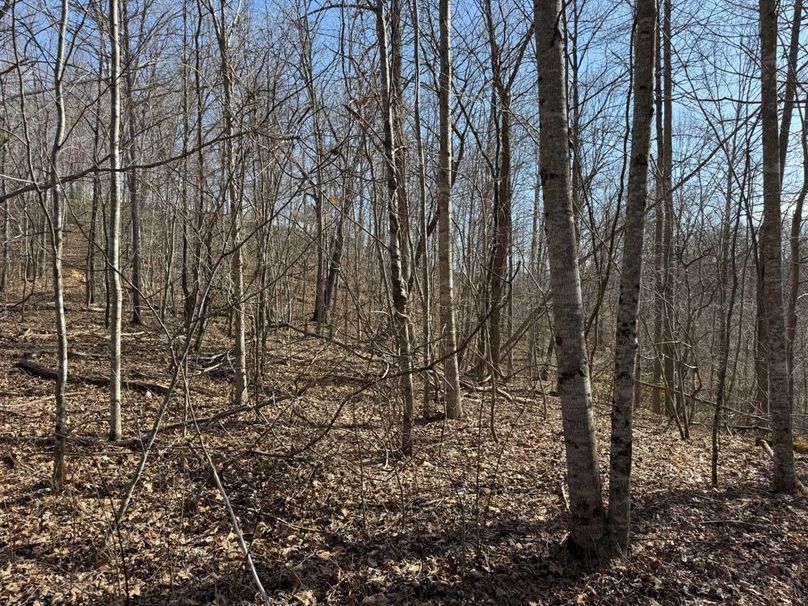 008 the open standing forest in the north valley