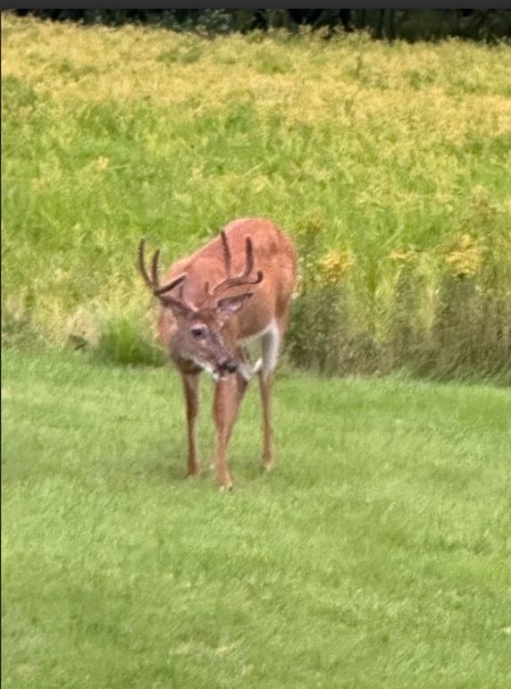 Big Buck bowing