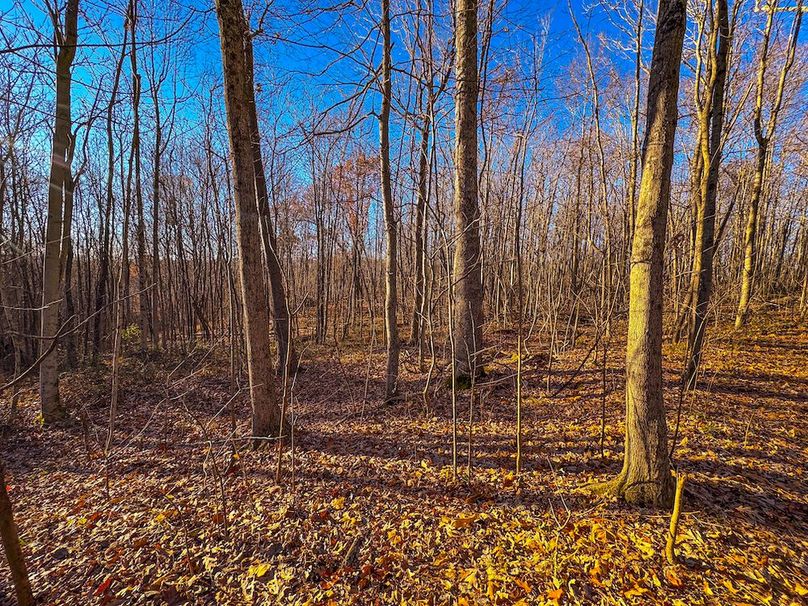 Pleasants_Wood 169.97 AC Cokeley-71