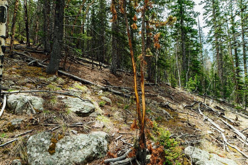 Teller 11.75 - 0005 elk rub