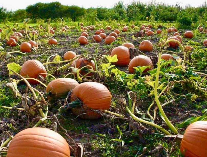 Pumpkin(1)