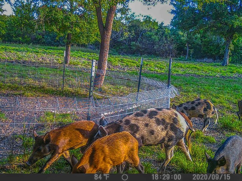 Bosque 294 Deer Cam Photos-12