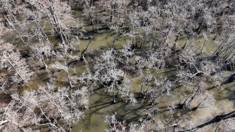 swamp20260501_0222