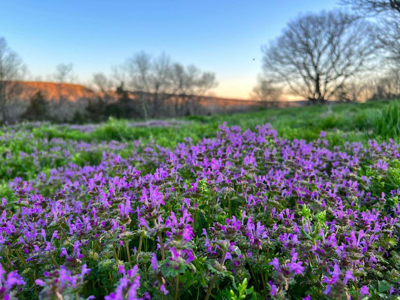 spring blooms on North Side hill