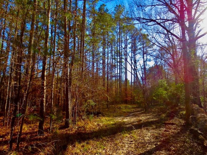 D6E8445D-0BDA-4C56-920C-40F4060854F1_1_105_c