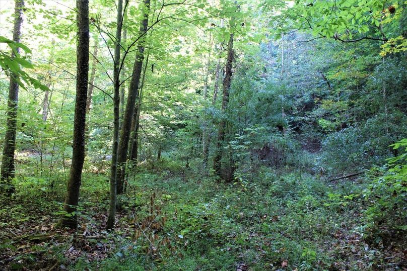 014 lush undergrowth along the creek in the main valley