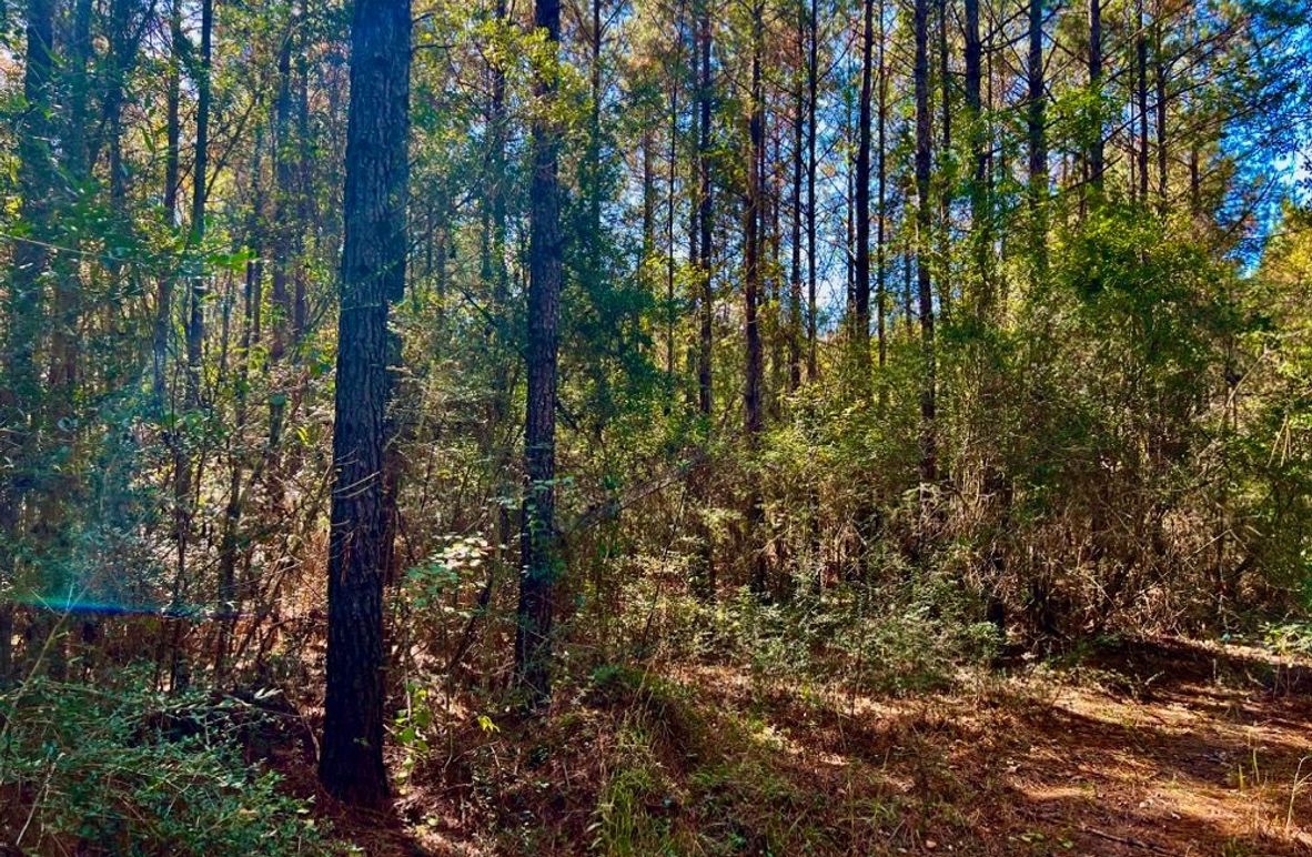 4E3C45DE-C337-4439-AF1E-5242D80C8C7D_1_201_a