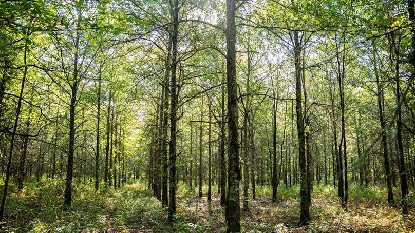 MadisonParLa1372-128