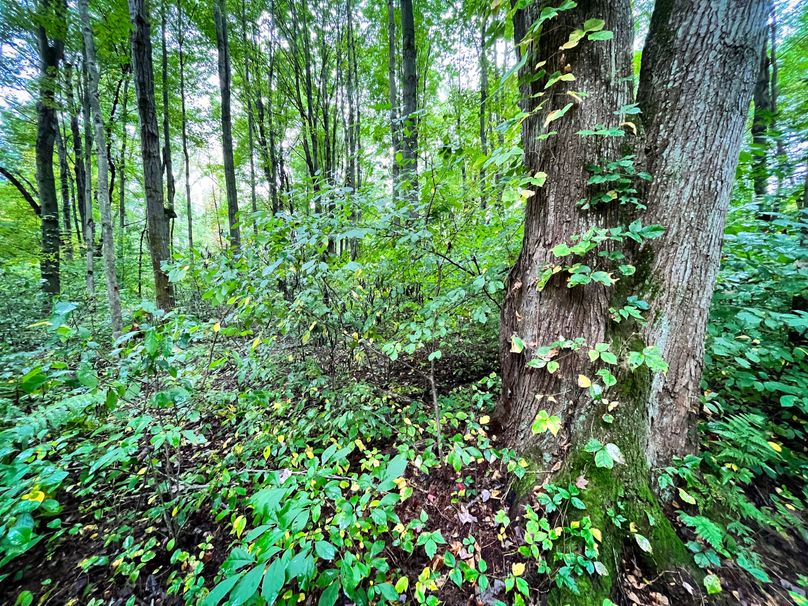 Ontario_16.2_Eddington Photo 22