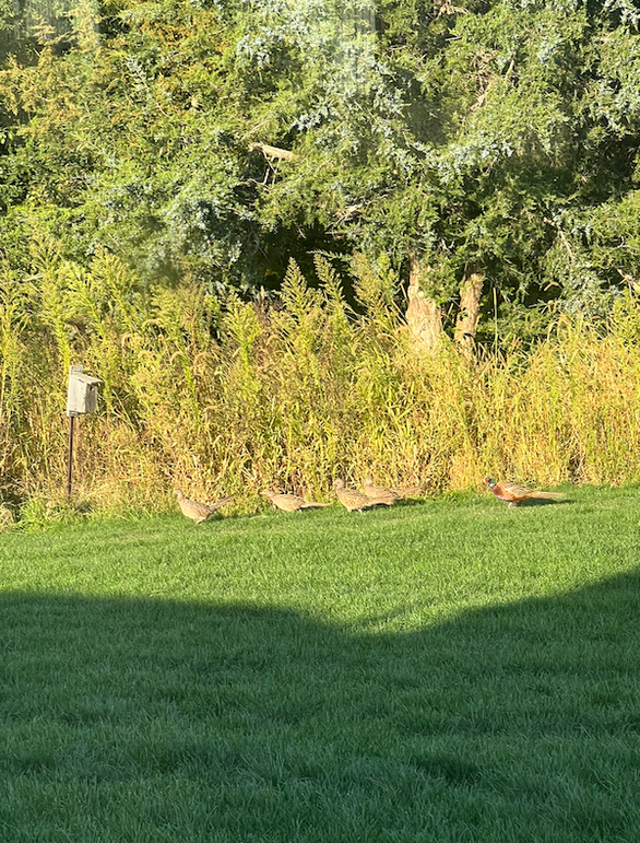 Screenshot 2024-09-04 at 2.32.33 PM