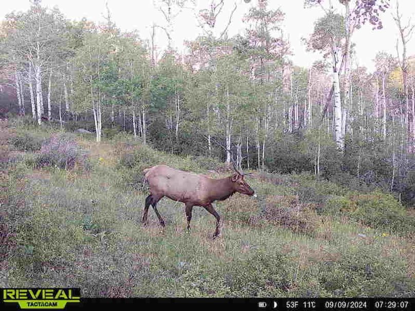 Copy of 864049052055672-60-4-09092024072906-HD-W1000496 (1)