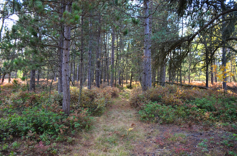 Screenshot 2025-11-14 at 11.09.01 AM