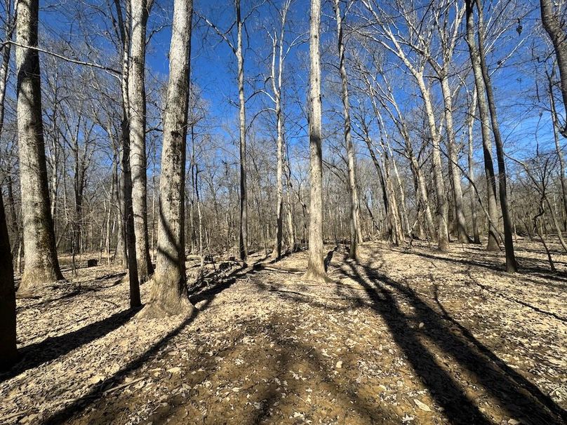 28 Bottomland Hardwoods