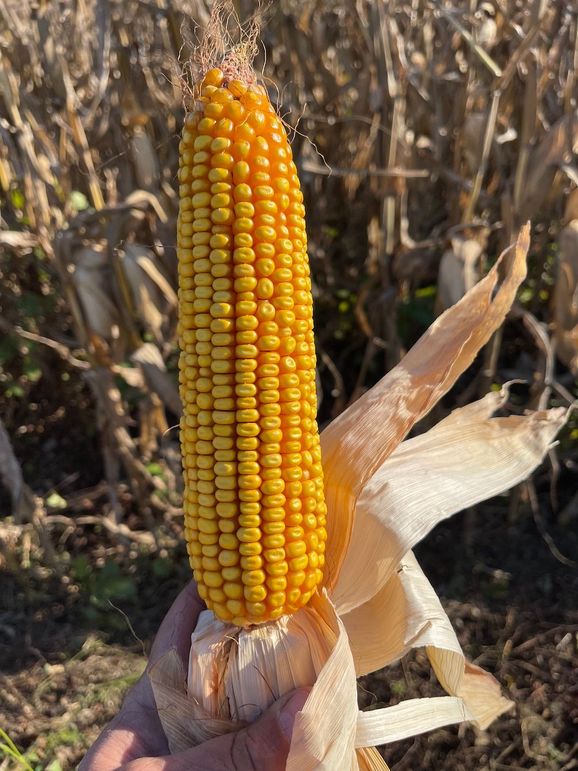 (50)Corn