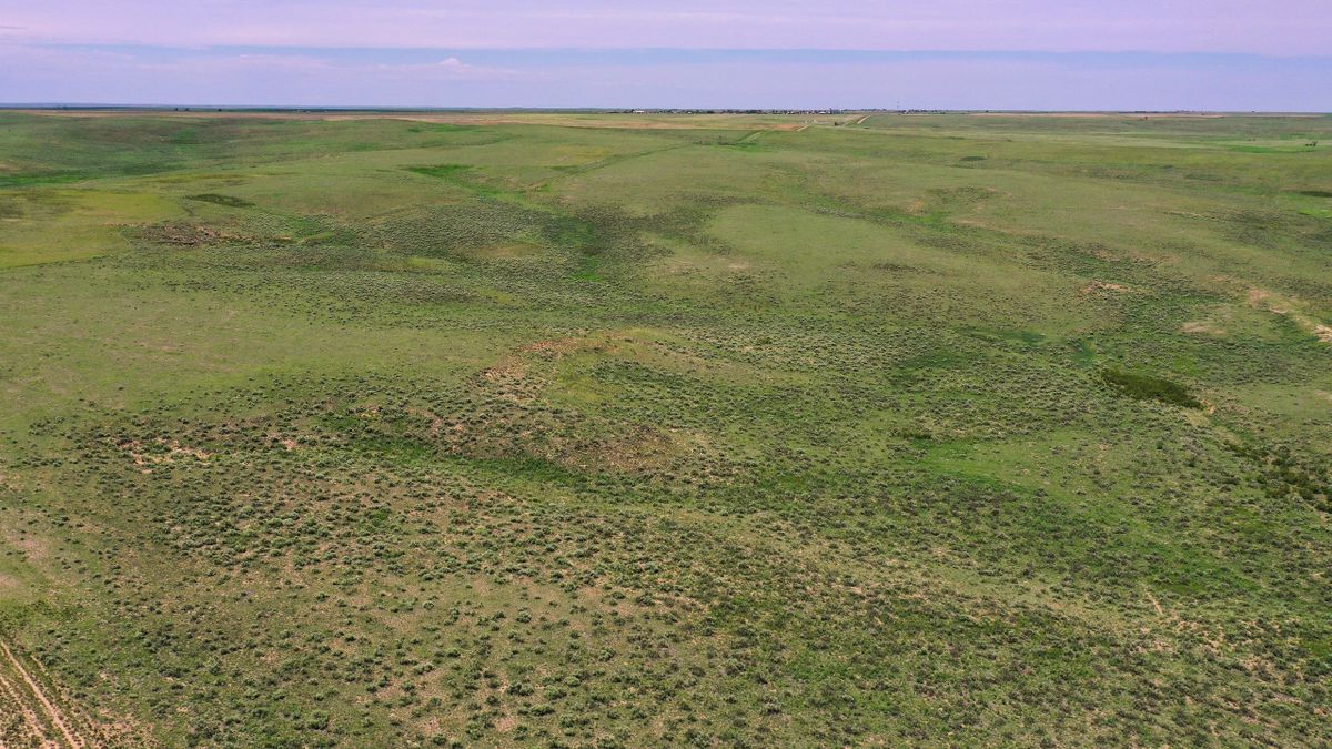 Great Grass Pasture In The Panhandle Whitetail Properties