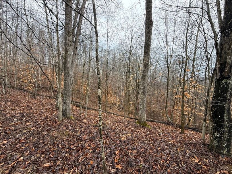 024 forested south facing slope